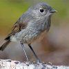 South Island Robin Diamond Painting