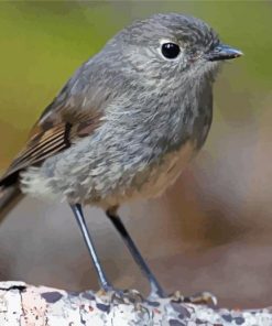 South Island Robin Diamond Painting