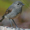 South Island Robin Diamond Painting