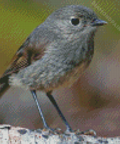 South Island Robin Diamond Painting