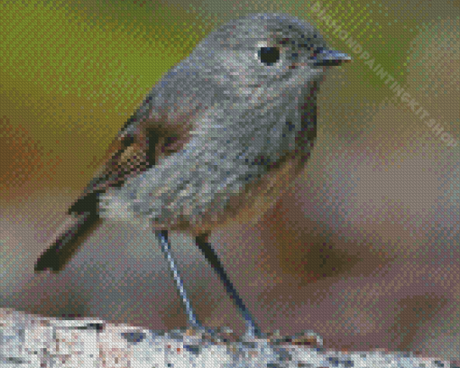 South Island Robin Diamond Painting