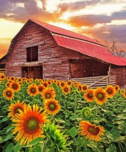 Sunflowers And Old Barn Diamond Painting