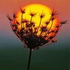 Sunset Dandelion Plant Diamond Painting