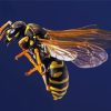 The Wasp Yellow Jacket Diamond Painting