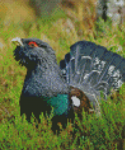 Western Capercaillie Diamond Painting