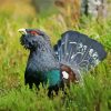 Western Capercaillie Diamond Painting