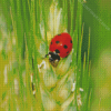 Wheat And Cute Ladybug Diamond Painting