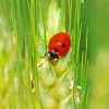 Wheat And Cute Ladybug Diamond Painting