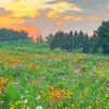 Wildflower Meadow Diamond Painting