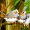 Zebra Finch Diamond Painting