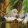 Zebra Finch Diamond Painting