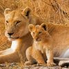 Aesthetic Lioness And Cubs Diamond Painting