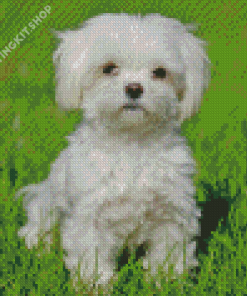 Bichon Maltais Diamond Painting