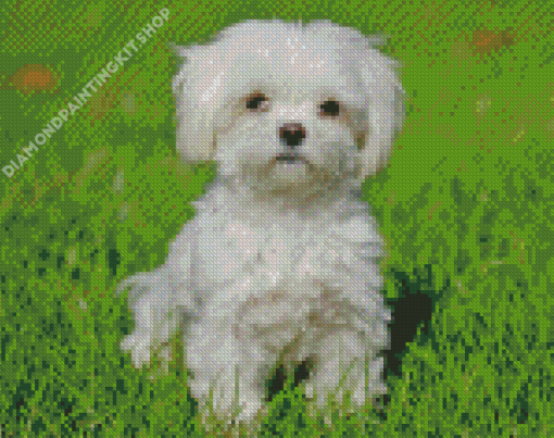 Bichon Maltais Diamond Painting