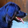 Black Golden Retriever Side View Diamond Painting