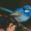 Fairy Wren Bird Diamond Painting