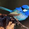 Fairy Wren Bird Diamond Painting