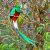 The Quetzal Diamond Painting