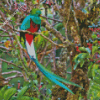 The Quetzal Diamond Painting