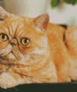 Exotic Shorthair Cat Diamond Painting