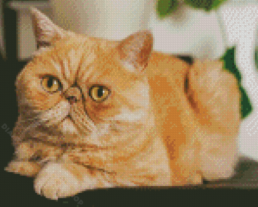 Exotic Shorthair Cat Diamond Painting