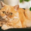 Exotic Shorthair Cat Diamond Painting