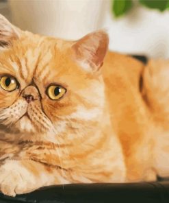 Exotic Shorthair Cat Diamond Painting