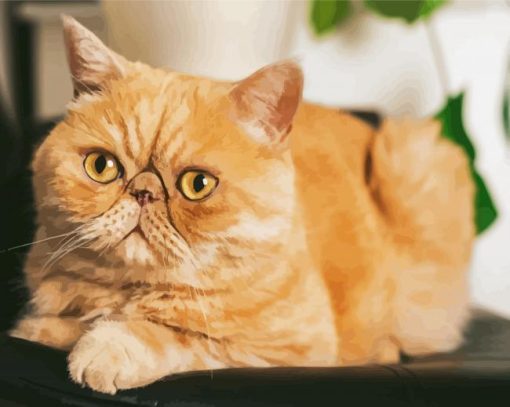 Exotic Shorthair Cat Diamond Painting