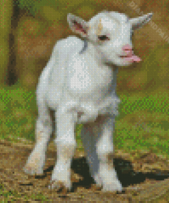 Funny Baby Goat Diamond Painting