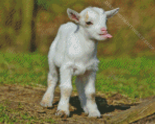 Funny Baby Goat Diamond Painting