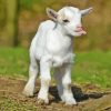 Funny Baby Goat Diamond Painting