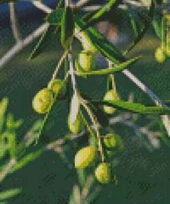 Green Olive Trees Diamond Painting