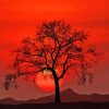 Landscape Red Sunset Tree Silhouette Diamond Painting