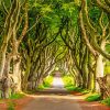 The Dark Hedges Landscape Diamond Painting