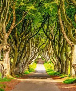 The Dark Hedges Landscape Diamond Painting