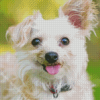 White Yorkipoo Dog Diamond Painting