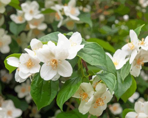 White Blossom Orange Flowers Diamond Painting