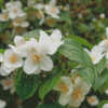 White Blossom Orange Flowers Diamond Painting