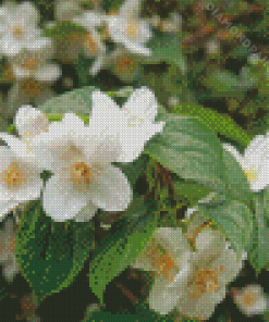 White Blossom Orange Flowers Diamond Painting