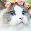 White Cat Floral Crown Diamond Painting