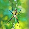 Yellow Garden Spider Diamond Painting