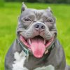 American Bully Smiling Diamond Painting