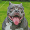 American Bully Smiling Diamond Painting