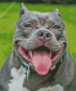 American Bully Smiling Diamond Painting