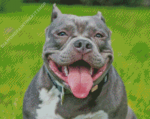 American Bully Smiling Diamond Painting