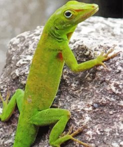 Anole Lizard Diamond Painting