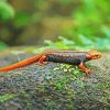 Black And Orange Salamander Diamond Painting