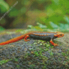 Black And Orange Salamander Diamond Painting