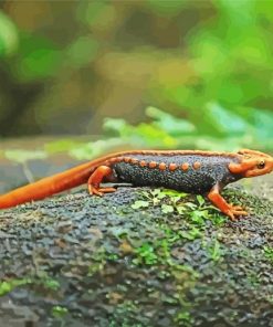 Black And Orange Salamander Diamond Painting