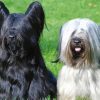 Black And White Skye Terriers Diamond Painting